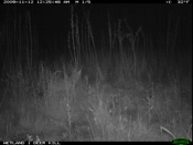 Very Cautious Coyote