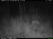 Early Morning Coyote