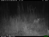 My Favorite Coyote Photo