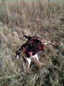 Fresh Deer Kill