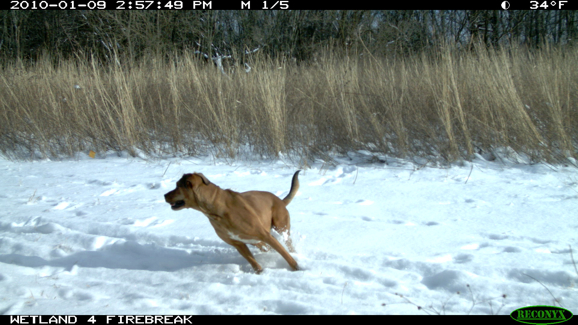 Full Size Image = 1321 K