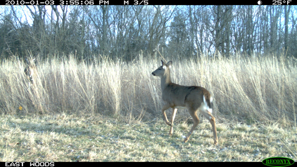 Full Size Image = 1959 K