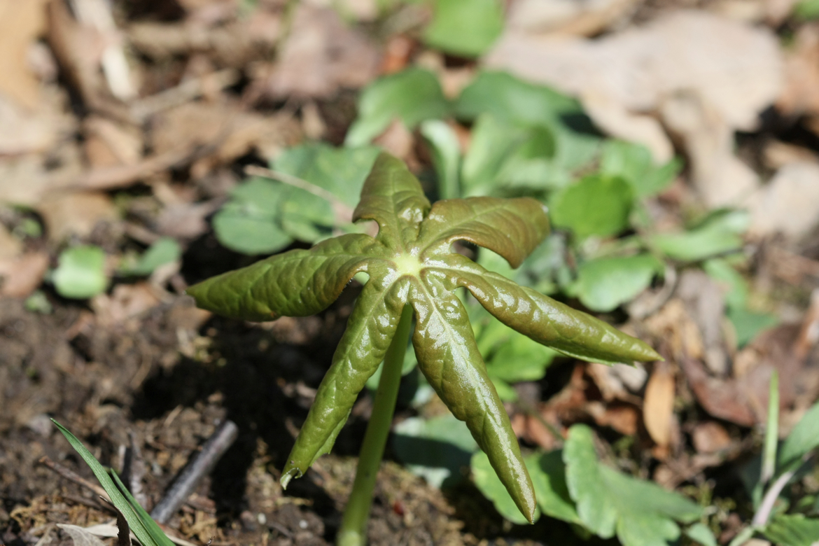 Full Size Image = 5826 K