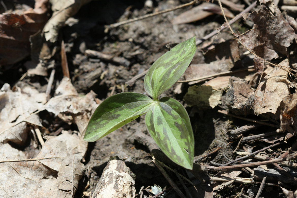 Full Size Image = 6892 K