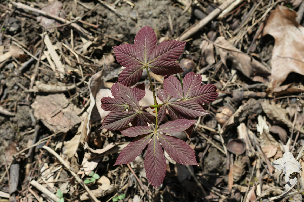 Full Size Image = 6932 K