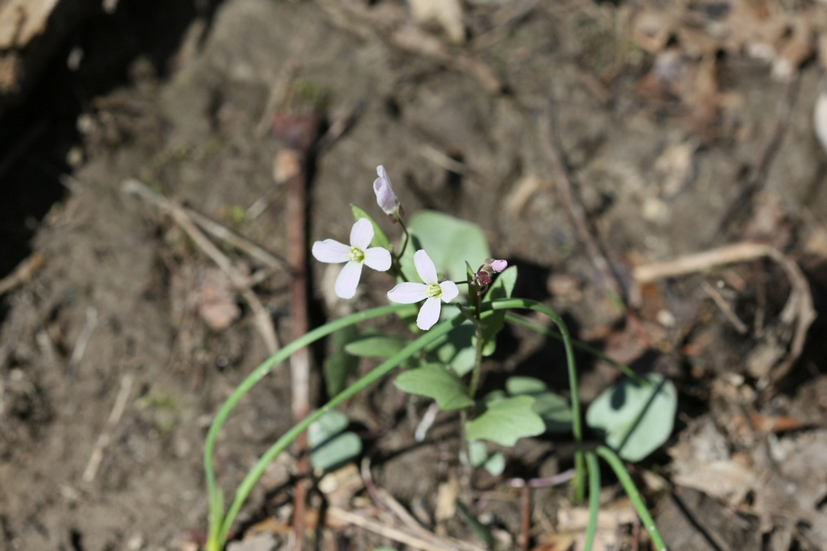 Full Size Image = 5530 K