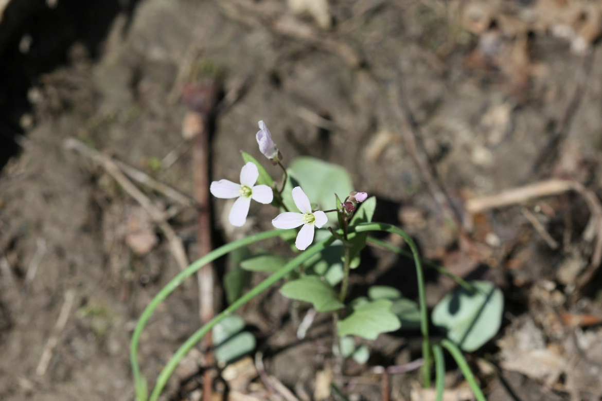 Full Size Image = 5427 K