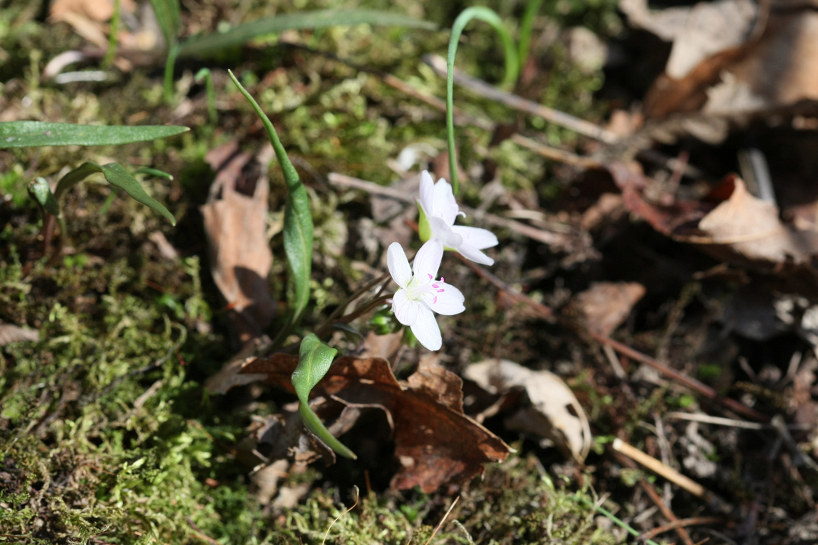 Full Size Image = 6360 K