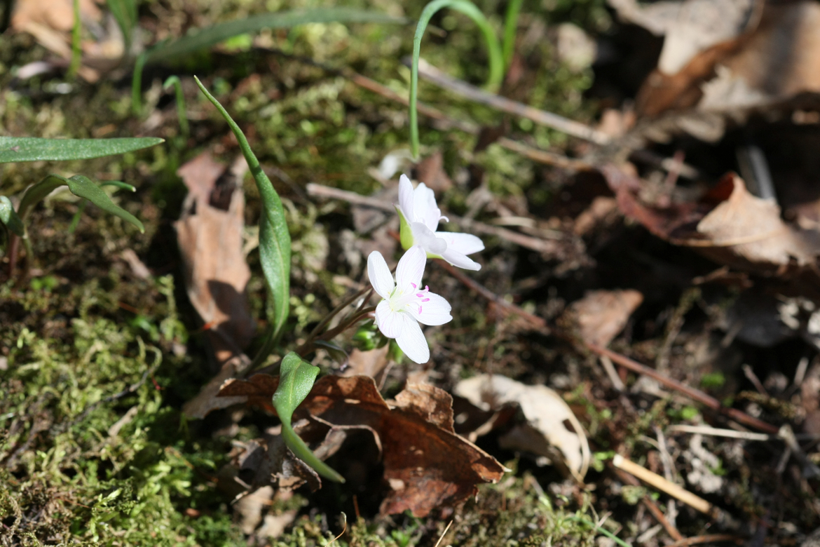 Full Size Image = 6320 K