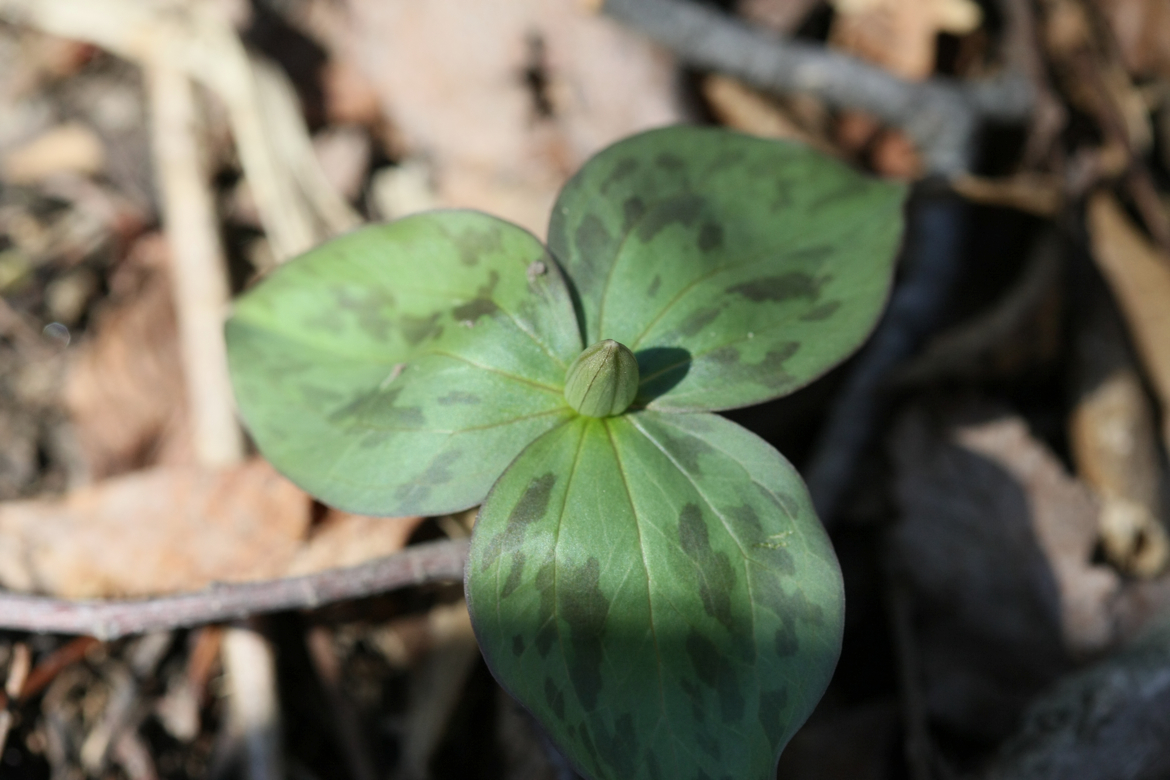 Full Size Image = 5162 K