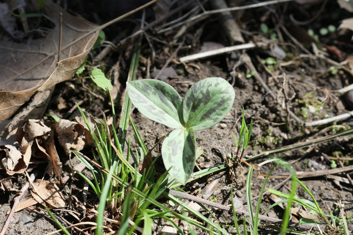 Full Size Image = 7453 K