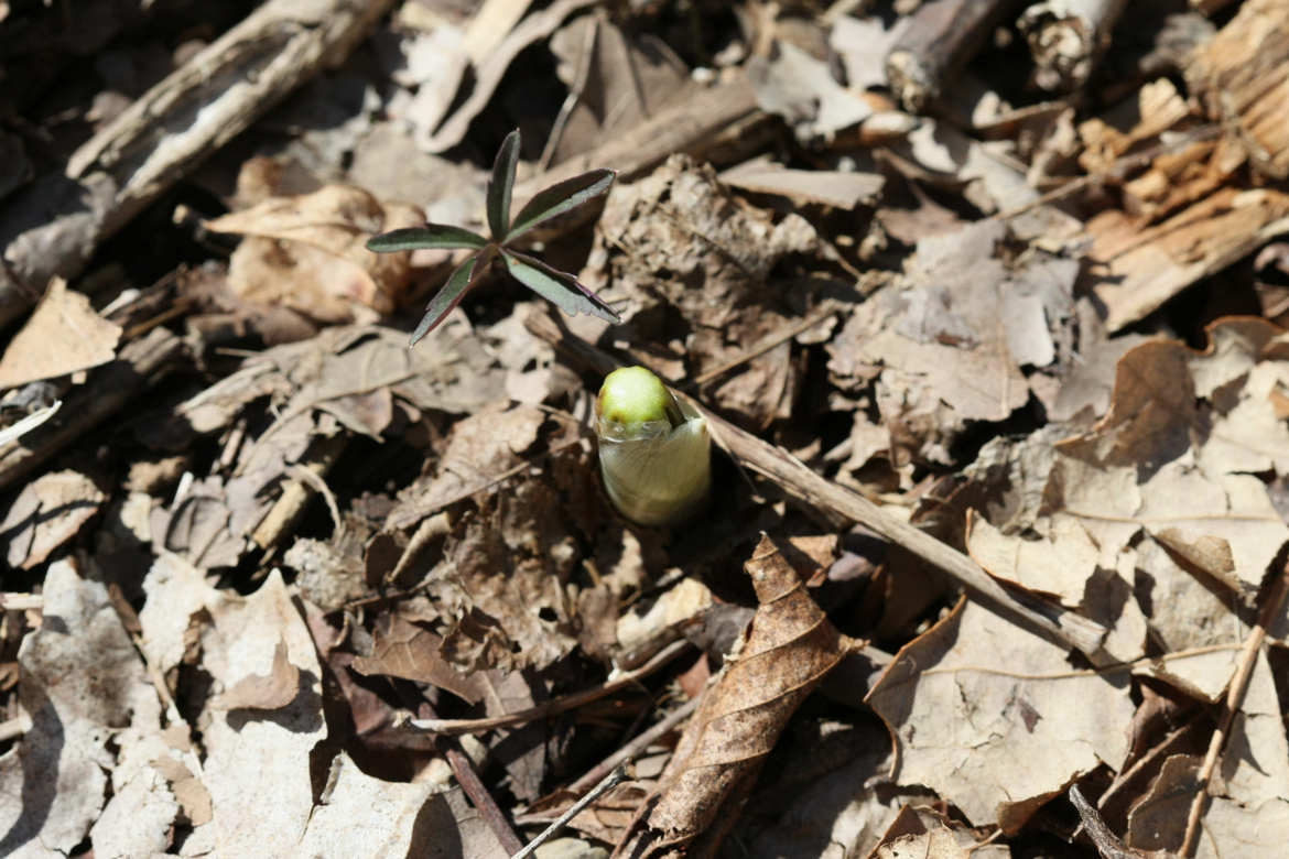 Full Size Image = 6332 K