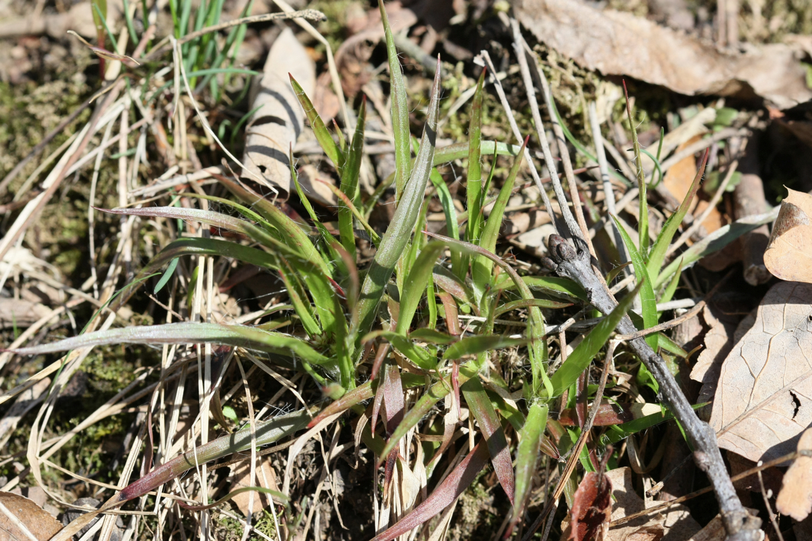 Full Size Image = 8105 K