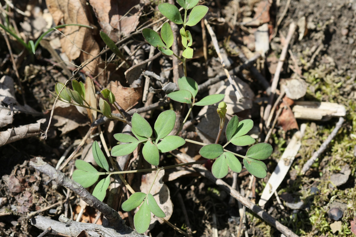 Full Size Image = 6913 K