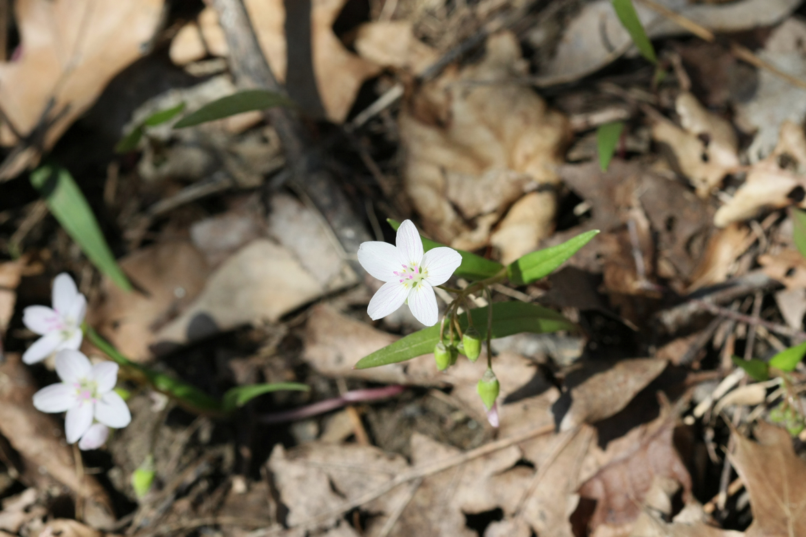 Full Size Image = 5646 K