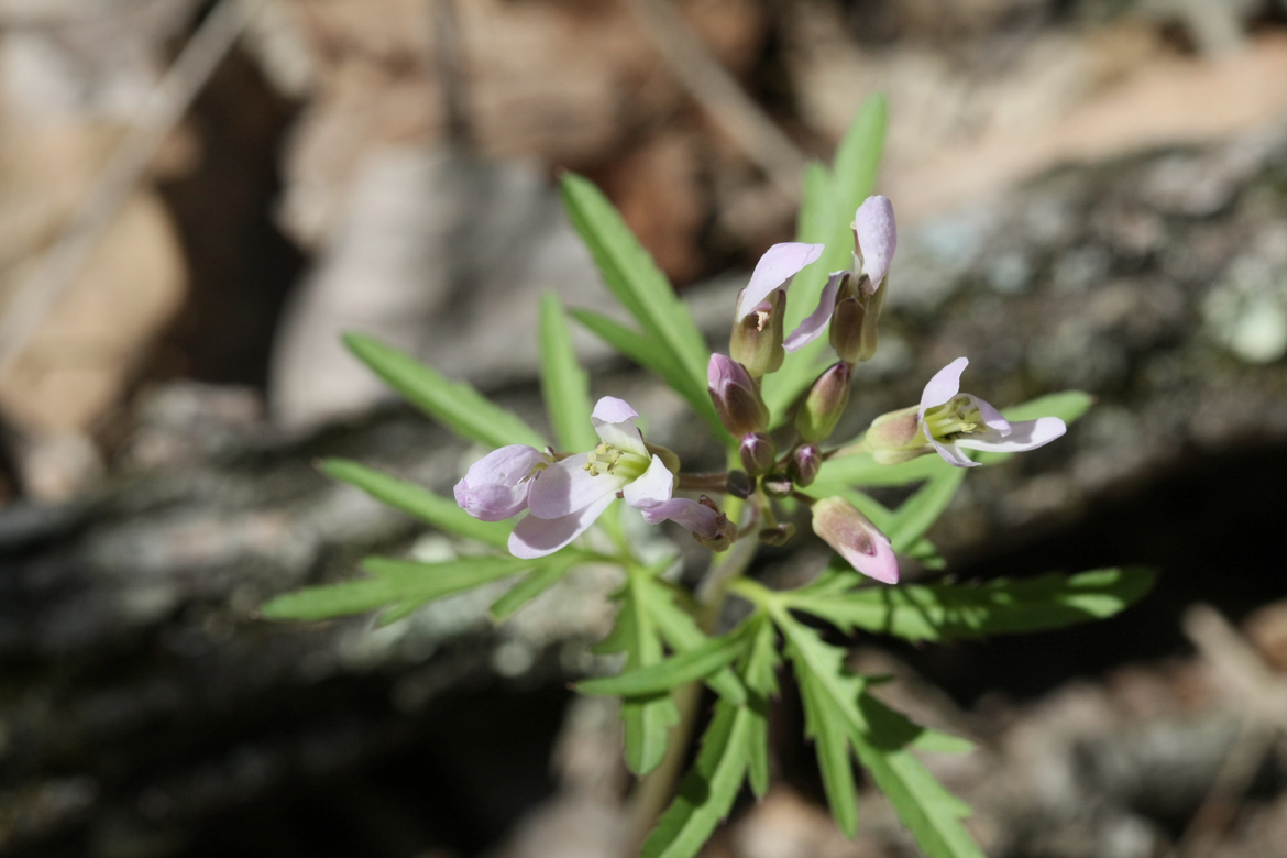 Full Size Image = 5083 K