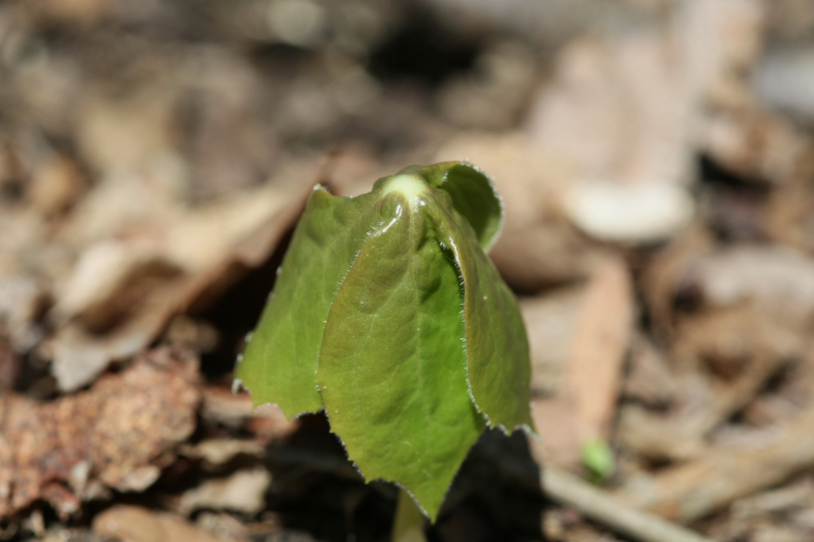 Full Size Image = 5207 K