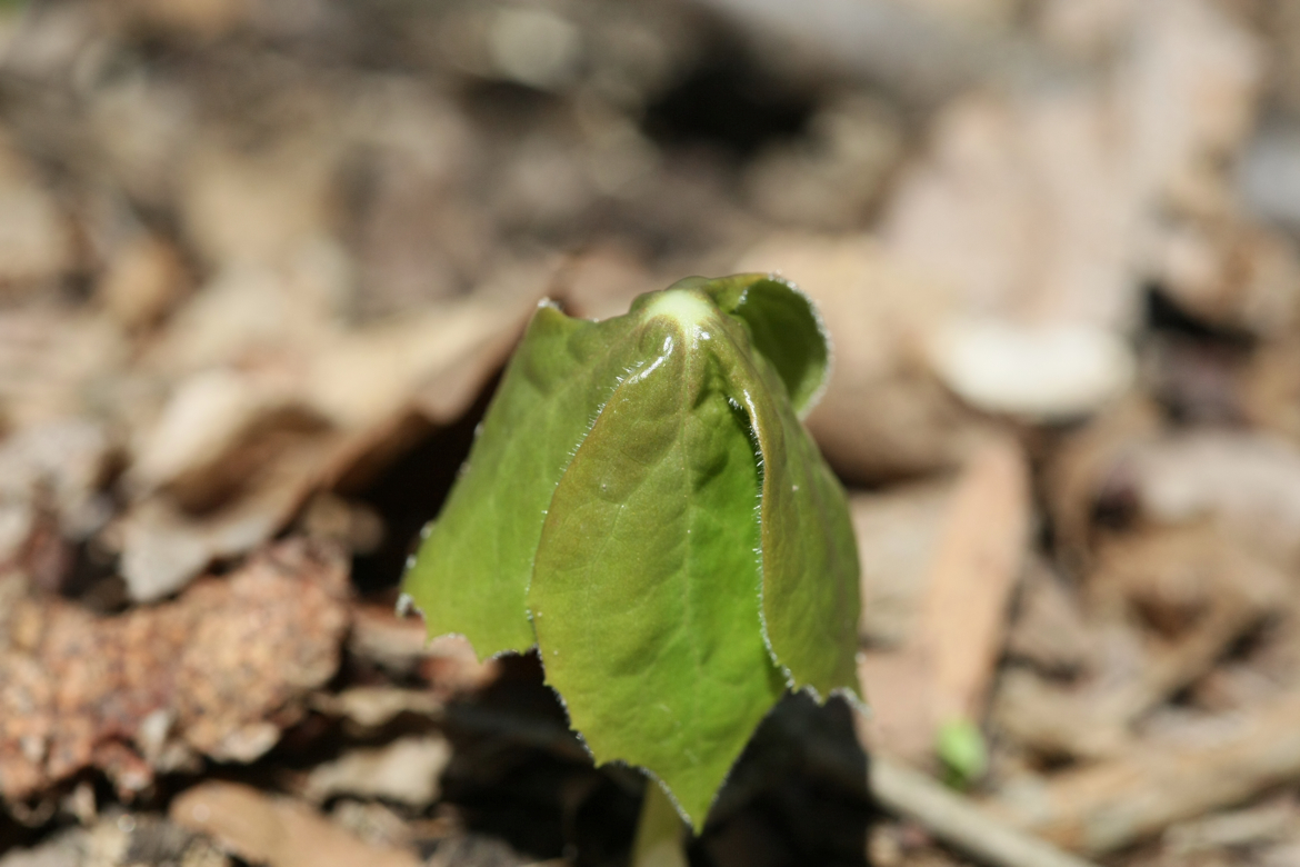 Full Size Image = 5097 K