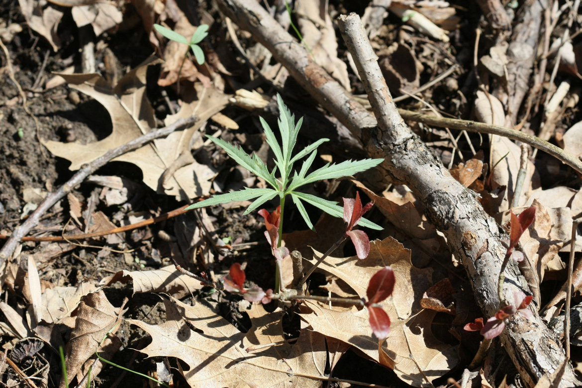 Full Size Image = 7629 K