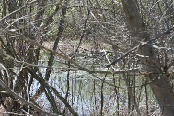 Full Size Image = 3022 K