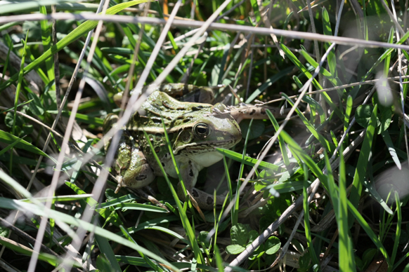 Full Size Image = 2295 K