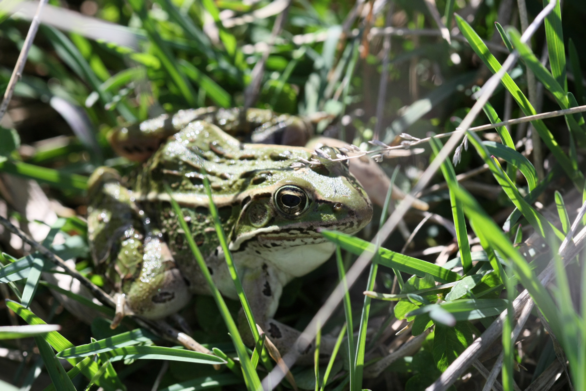 Full Size Image = 6631 K