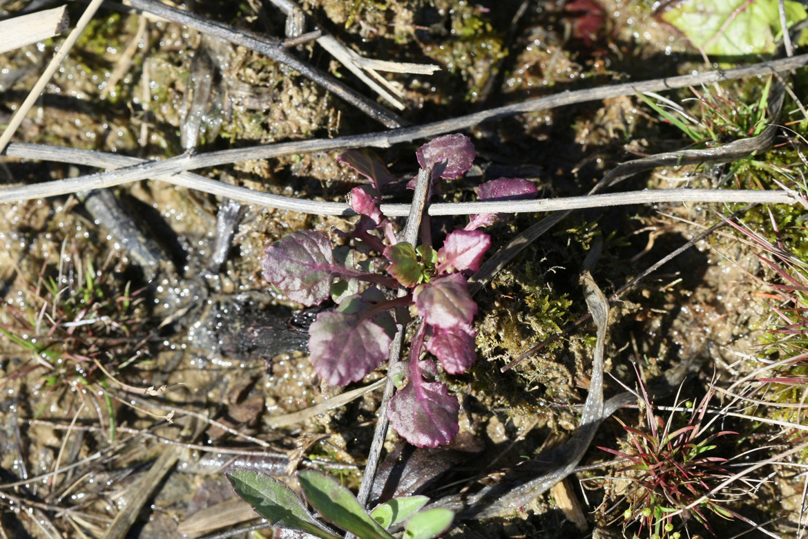 Full Size Image = 8160 K