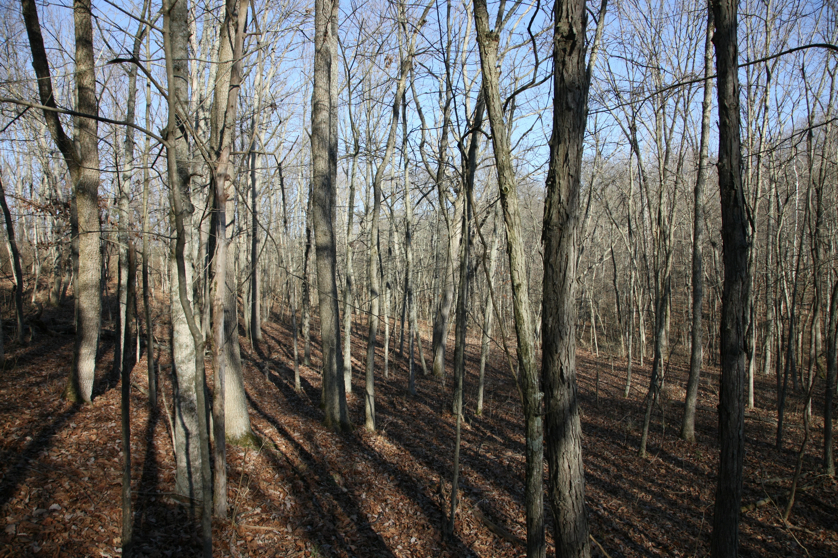 Full Size Image = 7477 K