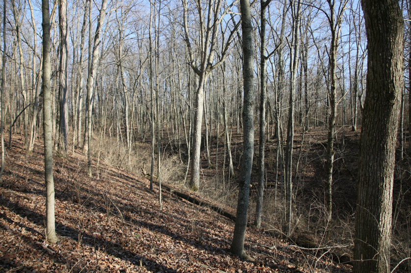 Full Size Image = 8007 K