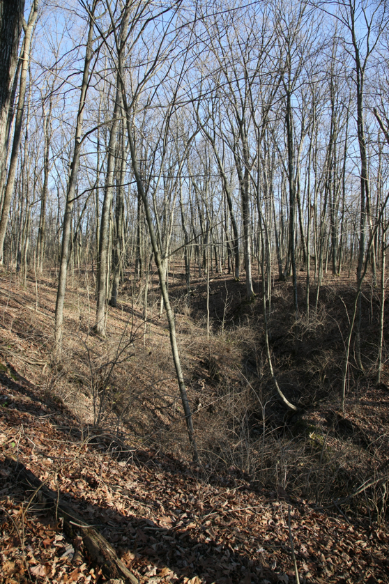 Full Size Image = 7629 K