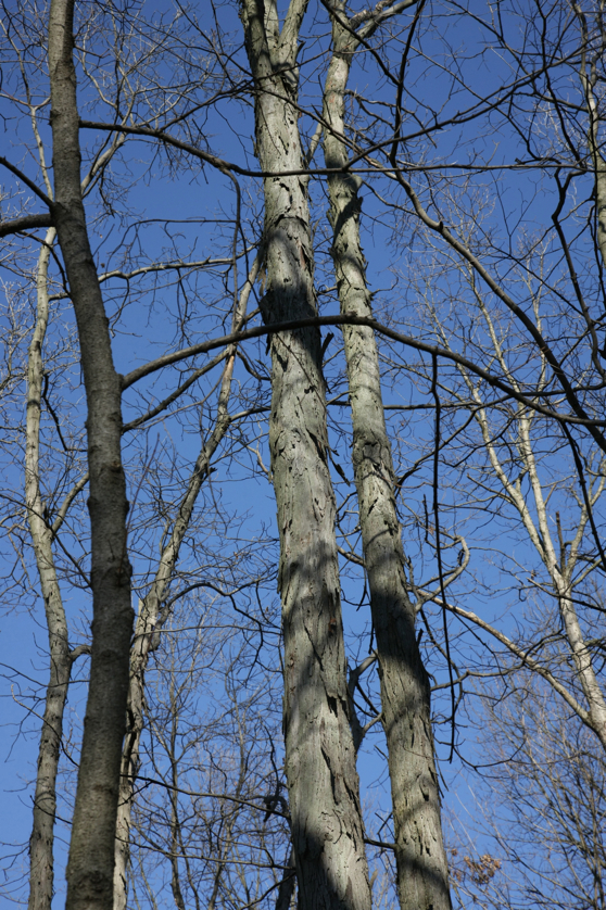 Full Size Image = 5763 K