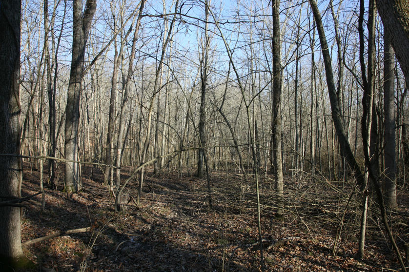 Full Size Image = 7888 K