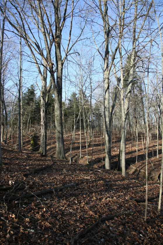 Full Size Image = 7422 K