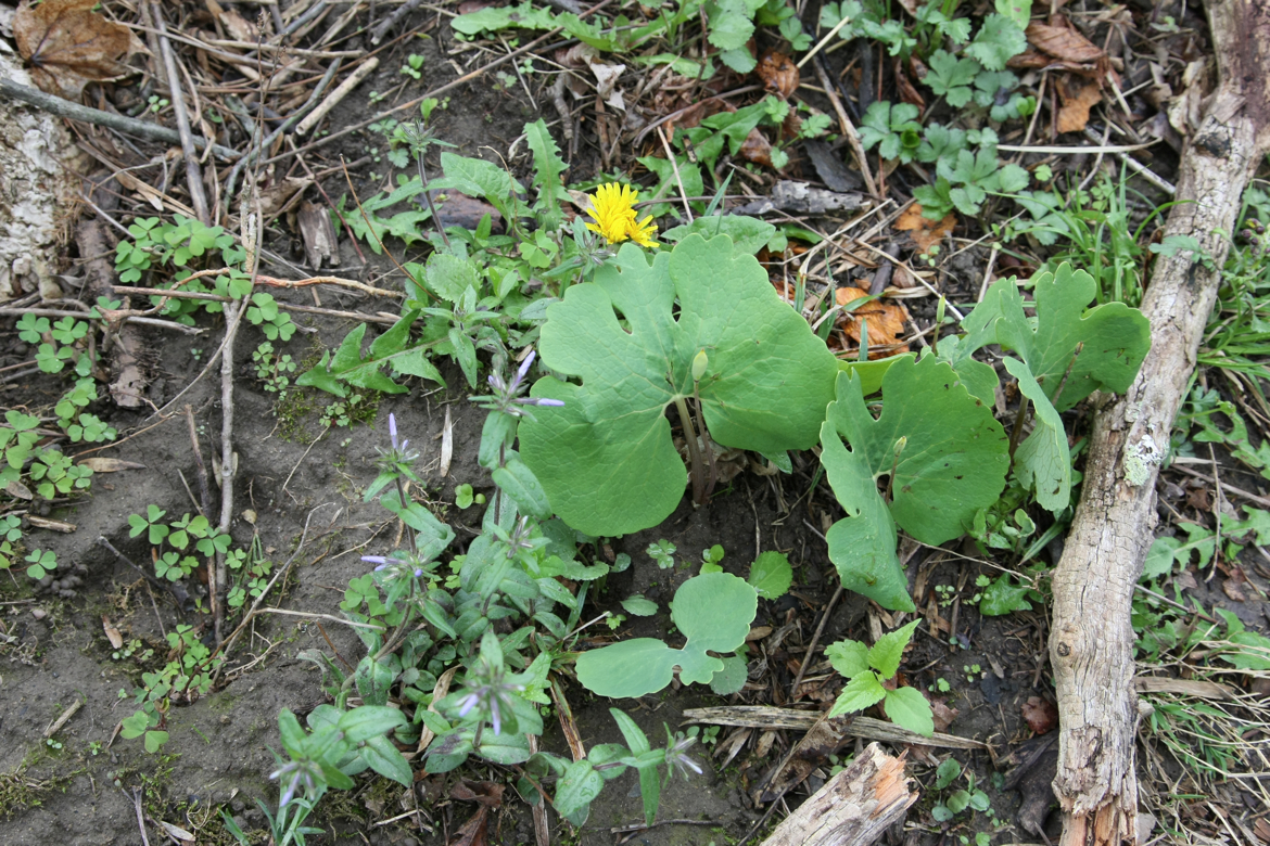 Full Size Image = 8562 K