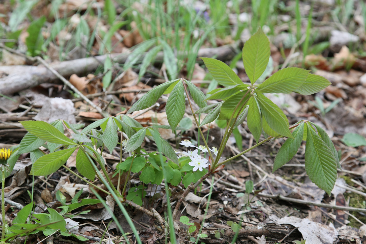 Full Size Image = 6771 K