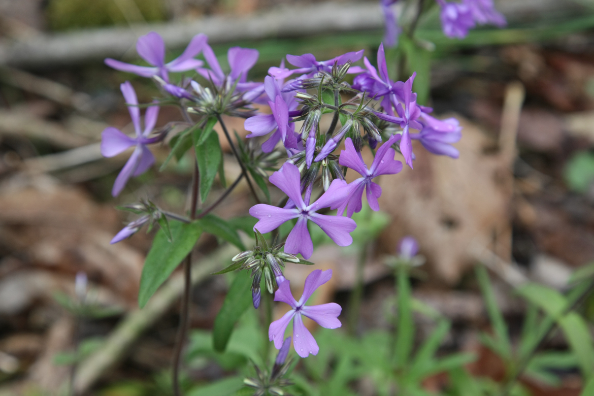 Full Size Image = 5227 K