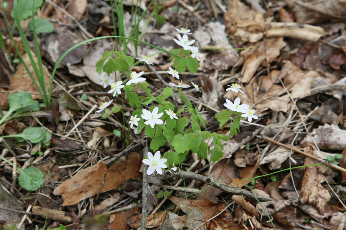 Full Size Image = 6561 K