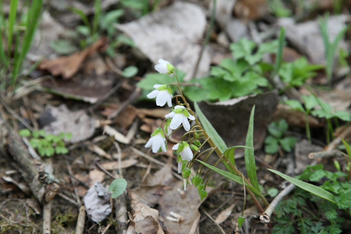 Full Size Image = 5457 K