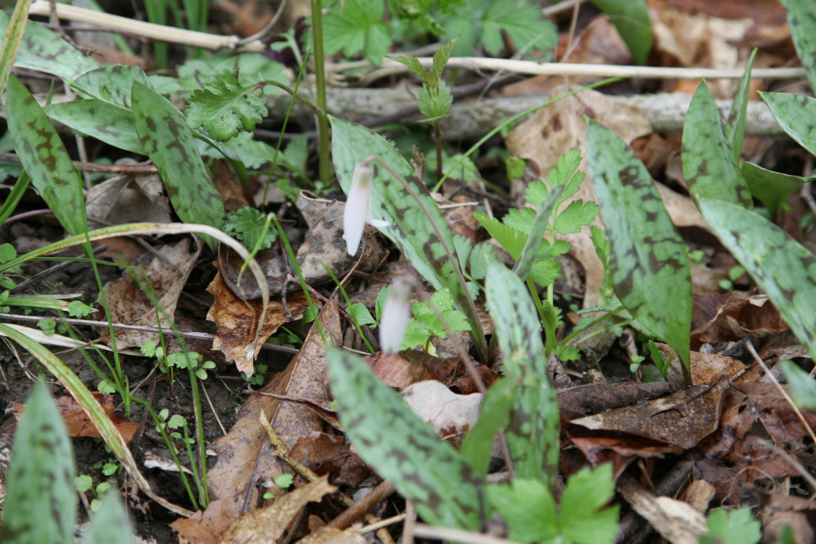 Full Size Image = 6674 K