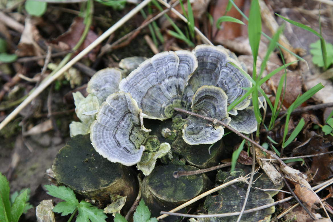 Full Size Image = 6519 K