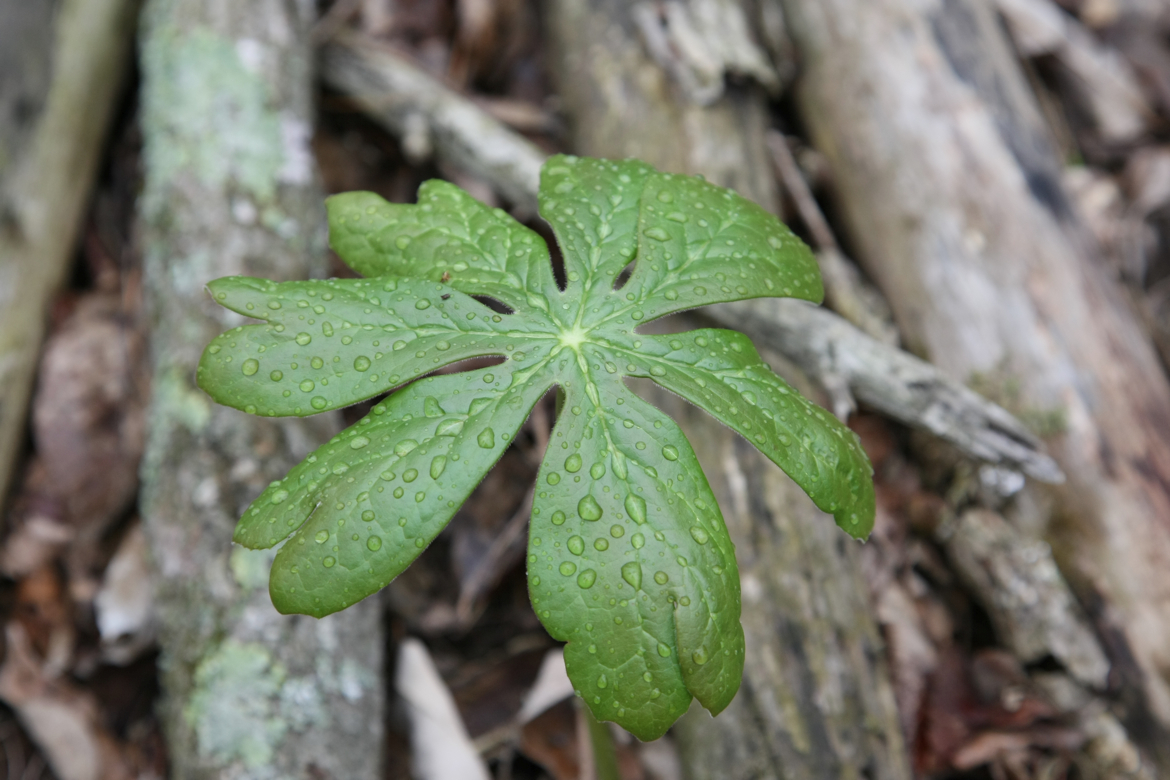 Full Size Image = 5152 K