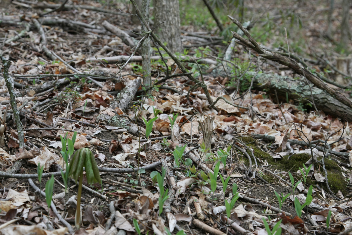 Full Size Image = 7535 K