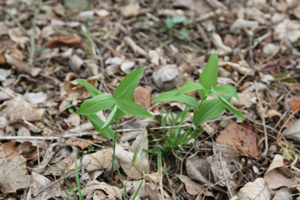 Full Size Image = 5888 K