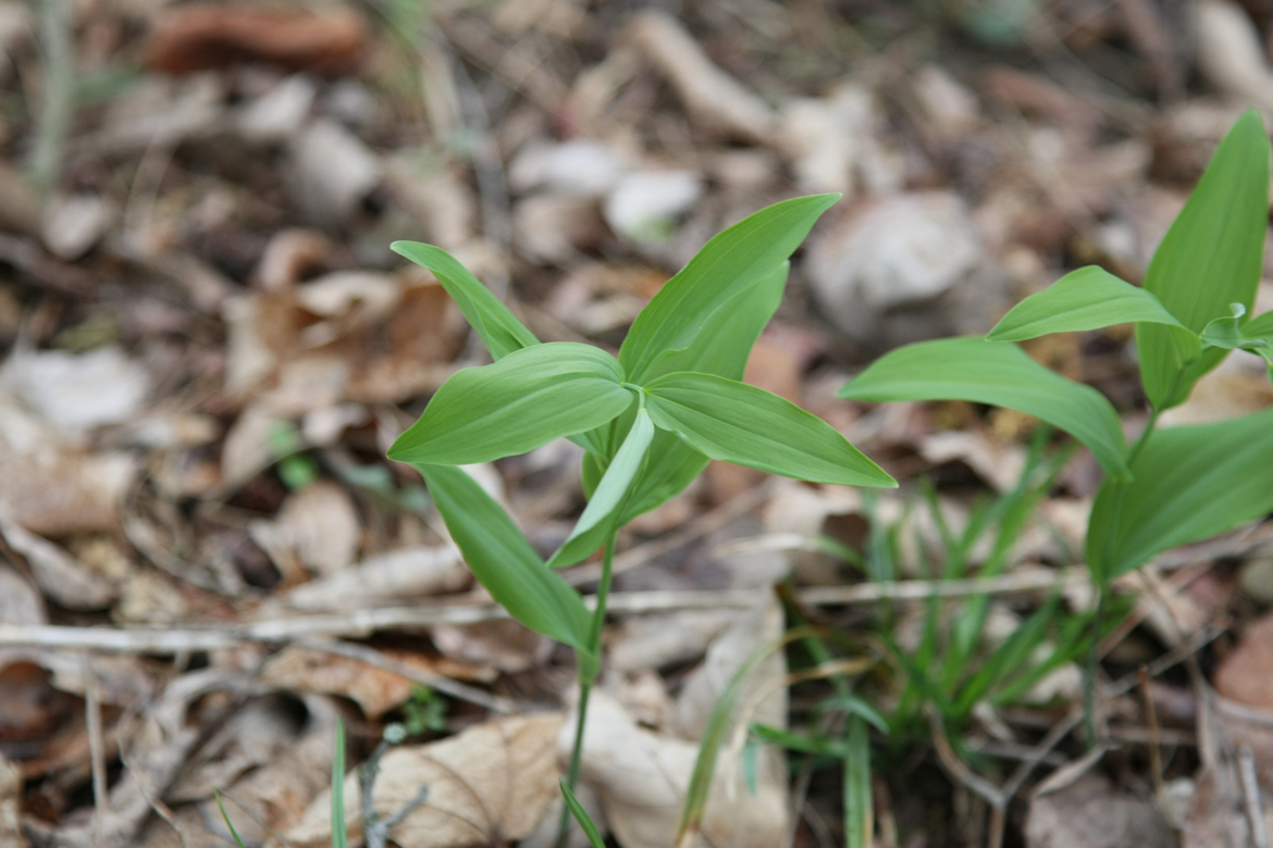 Full Size Image = 5089 K