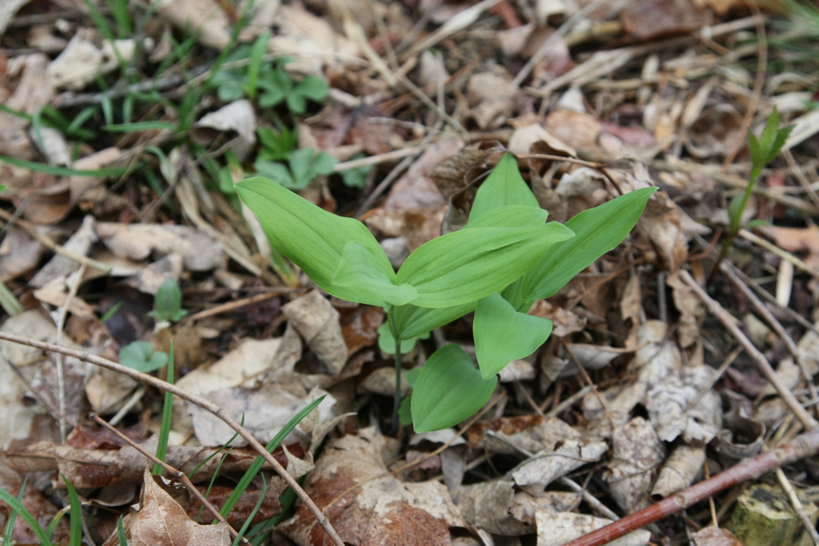 Full Size Image = 5938 K