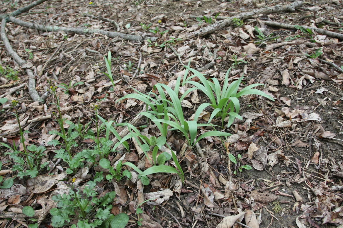 Full Size Image = 9478 K