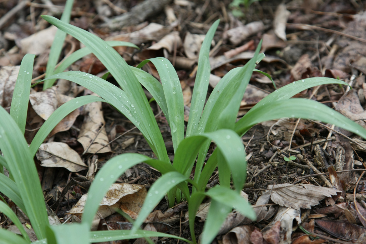 Full Size Image = 6045 K