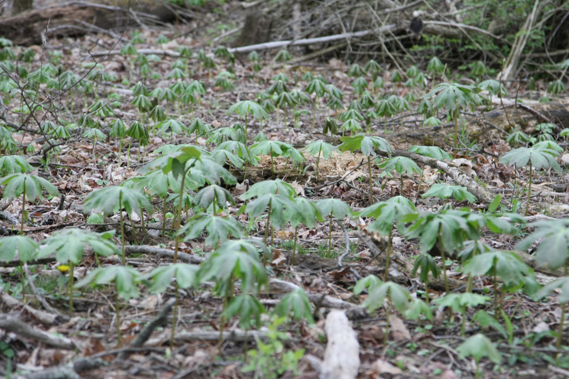 Full Size Image = 7150 K