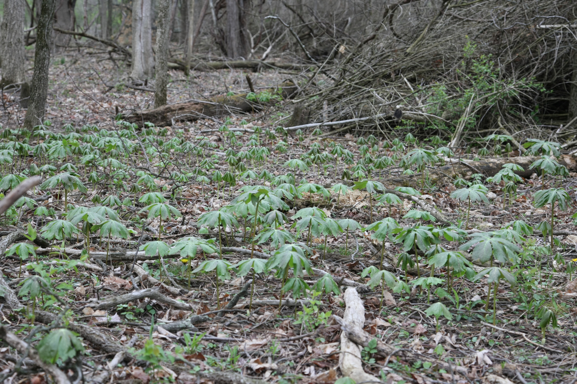 Full Size Image = 8826 K