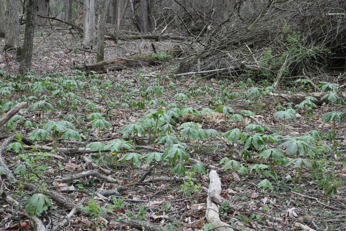 Full Size Image = 9975 K